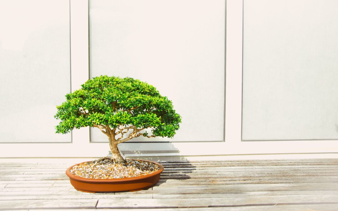 Przycinanie i formowanie tui – jak z iglaka zrobić drzewko bonsai